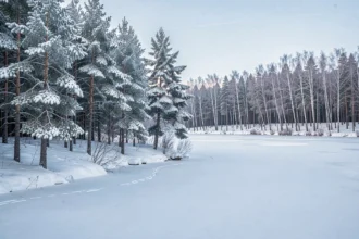 Forêt de pins enneigée au bord d'un lac gelé en hiver, symboles de la saison froide